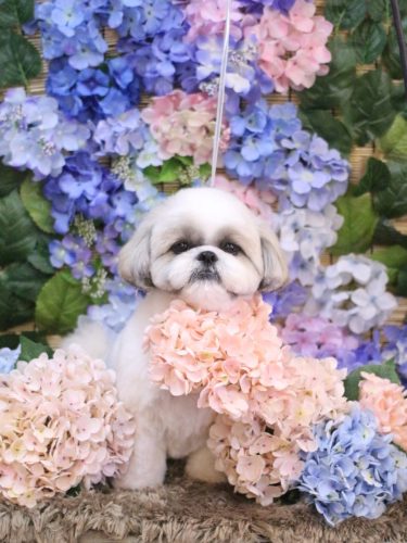 2025620みたらしちゃん